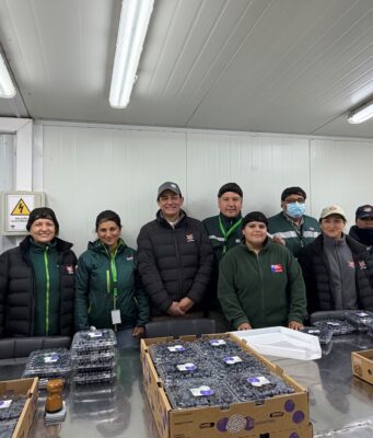 SAG certifica envío de arándanos frescos desde Gorbea a mercados del mundo