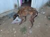 Denuncia vecinal destapa caso de maltrato animal en Pitrufquén: dos galgos fueron rescatados y un hombre fue detenido