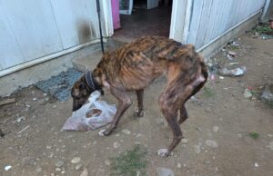 Denuncia vecinal destapa caso de maltrato animal en Pitrufquén: dos galgos fueron rescatados y un hombre fue detenido