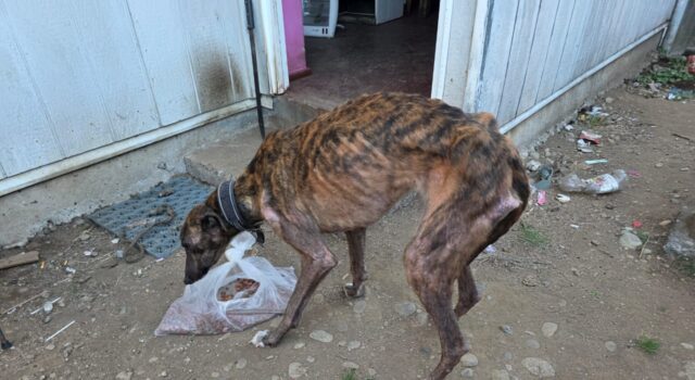 Denuncia vecinal destapa caso de maltrato animal en Pitrufquén: dos galgos fueron rescatados y un hombre fue detenido