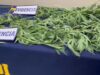 En Freire: PDI detiene a sujeto por cultivo y cosecha de plantas de marihuana