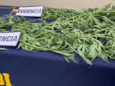 En Freire: PDI detiene a sujeto por cultivo y cosecha de plantas de marihuana
