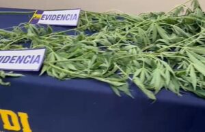 En Freire: PDI detiene a sujeto por cultivo y cosecha de plantas de marihuana