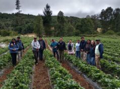 Profesionales del Programa Araucanía Asociativa del Gobierno regional e INIA Carillanca se reúnen en terreno con cooperativas
