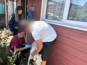 En Temuco: PDI detiene a sujeto por abandono o maltrato animal de un can dogo argentino