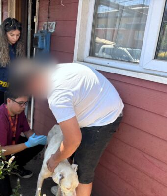 En Temuco: PDI detiene a sujeto por abandono o maltrato animal de un can dogo argentino