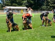 En Pitrufquén se realizó segunda exposición de estructura de perros pastores alemanes