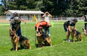 En Pitrufquén se realizó segunda exposición de estructura de perros pastores alemanes