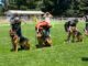 En Pitrufquén se realizó segunda exposición de estructura de perros pastores alemanes