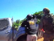 PDI, Carabineros COP y Ejército: Incautan plantación de marihuana en Ercilla