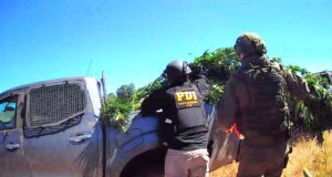 PDI, Carabineros COP y Ejército: Incautan plantación de marihuana en Ercilla