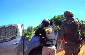 PDI, Carabineros COP y Ejército: Incautan plantación de marihuana en Ercilla