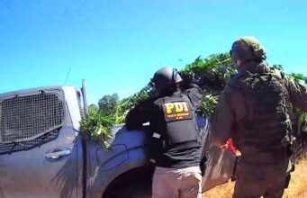 PDI, Carabineros COP y Ejército: Incautan plantación de marihuana en Ercilla