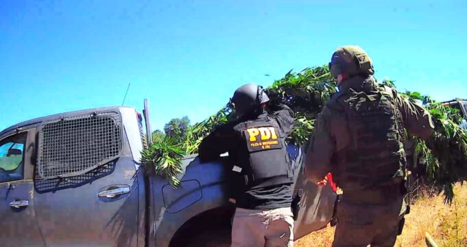 PDI, Carabineros COP y Ejército: Incautan plantación de marihuana en Ercilla