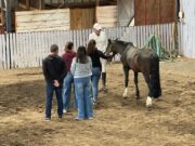 Gendarmería realiza innovadora experiencia de educación asistida con caballos en Temuco