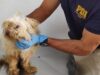 Detienen a hombre por maltrato animal en Padre Las Casas: can fue hallado desnutrido y con lesiones