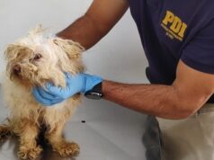 Detienen a hombre por maltrato animal en Padre Las Casas: can fue hallado desnutrido y con lesiones