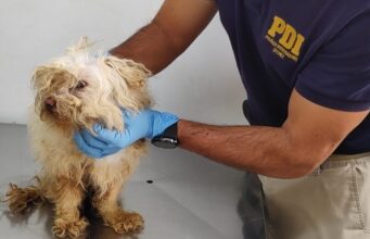 Detienen a hombre por maltrato animal en Padre Las Casas: can fue hallado desnutrido y con lesiones