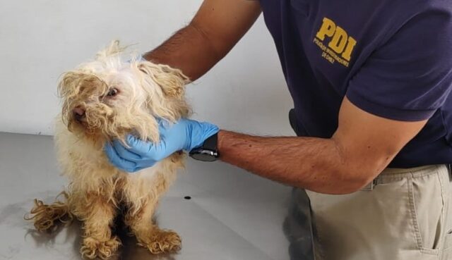 Detienen a hombre por maltrato animal en Padre Las Casas: can fue hallado desnutrido y con lesiones