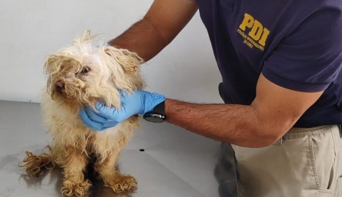 Detienen a hombre por maltrato animal en Padre Las Casas: can fue hallado desnutrido y con lesiones