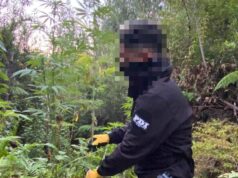 Tres detenidos por tráfico de drogas en la costa Araucanía: más de 200 plantas de marihuana incautadas