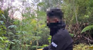 Tres detenidos por tráfico de drogas en la costa Araucanía: más de 200 plantas de marihuana incautadas
