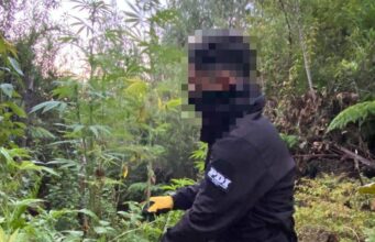Tres detenidos por tráfico de drogas en la costa Araucanía: más de 200 plantas de marihuana incautadas