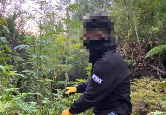 Tres detenidos por tráfico de drogas en la costa Araucanía: más de 200 plantas de marihuana incautadas