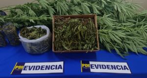 Adulta mayor de 66 años fue detenida por cultivo de cannabis en Gorbea