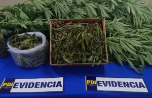 Adulta mayor de 66 años fue detenida por cultivo de cannabis en Gorbea