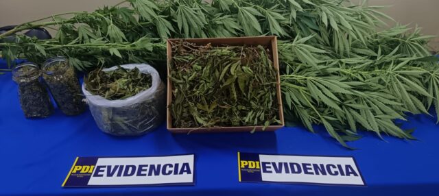 Adulta mayor de 66 años fue detenida por cultivo de cannabis en Gorbea
