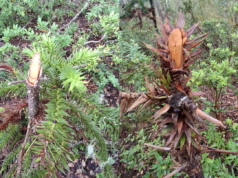 Fiscalización oportuna de CONAF frena daño a araucarias en sendero no regulado al interior del parque nacional Villarrica