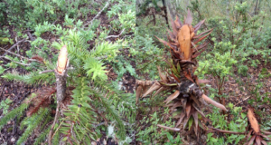 Fiscalización oportuna de CONAF frena daño a araucarias en sendero no regulado al interior del parque nacional Villarrica