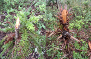 Fiscalización oportuna de CONAF frena daño a araucarias en sendero no regulado al interior del parque nacional Villarrica