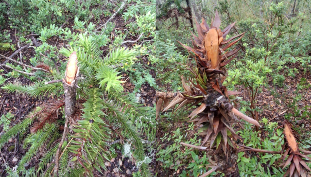 Fiscalización oportuna de CONAF frena daño a araucarias en sendero no regulado al interior del parque nacional Villarrica