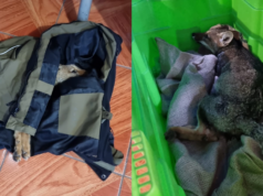 Zorro chilla muere tras ser atropellado al interior del parque nacional Villarrica