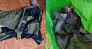 Zorro chilla muere tras ser atropellado al interior del parque nacional Villarrica