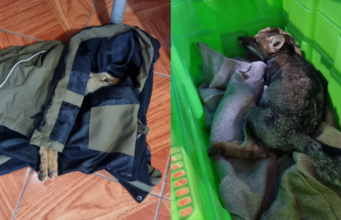 Zorro chilla muere tras ser atropellado al interior del parque nacional Villarrica