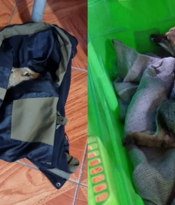 Zorro chilla muere tras ser atropellado al interior del parque nacional Villarrica