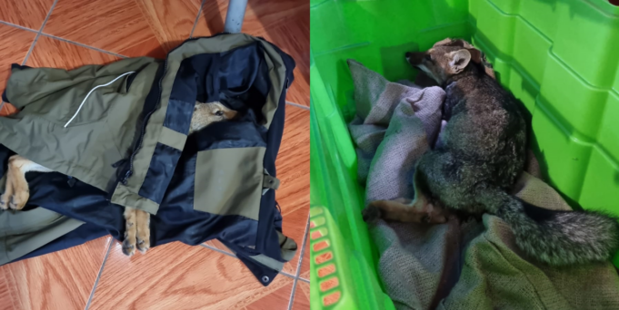 Zorro chilla muere tras ser atropellado al interior del parque nacional Villarrica