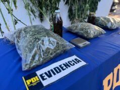 Allanan vivienda en Purén y detienen a hombre por microtráfico de marihuana