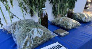 Allanan vivienda en Purén y detienen a hombre por microtráfico de marihuana