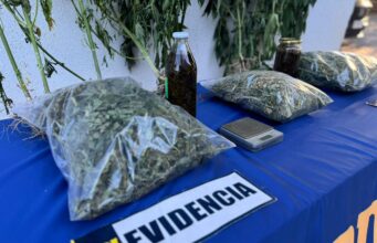 Allanan vivienda en Purén y detienen a hombre por microtráfico de marihuana