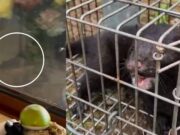 Visones americanos se acercan a zonas habitadas y generan preocupación en Pitrufquén