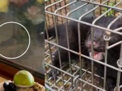 Visones americanos se acercan a zonas habitadas y generan preocupación en Pitrufquén