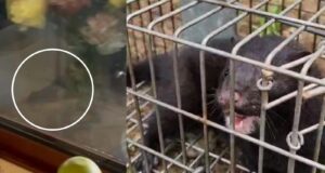 Visones americanos se acercan a zonas habitadas y generan preocupación en Pitrufquén