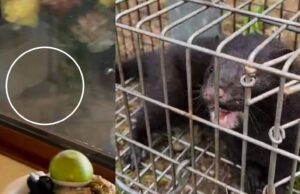 Visones americanos se acercan a zonas habitadas y generan preocupación en Pitrufquén