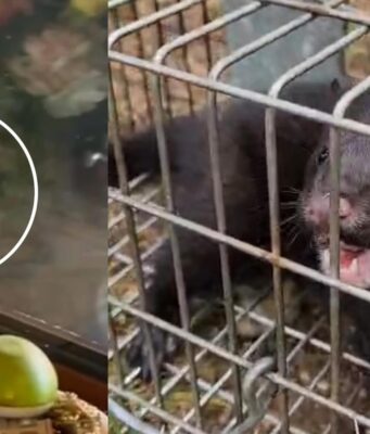 Visones americanos se acercan a zonas habitadas y generan preocupación en Pitrufquén