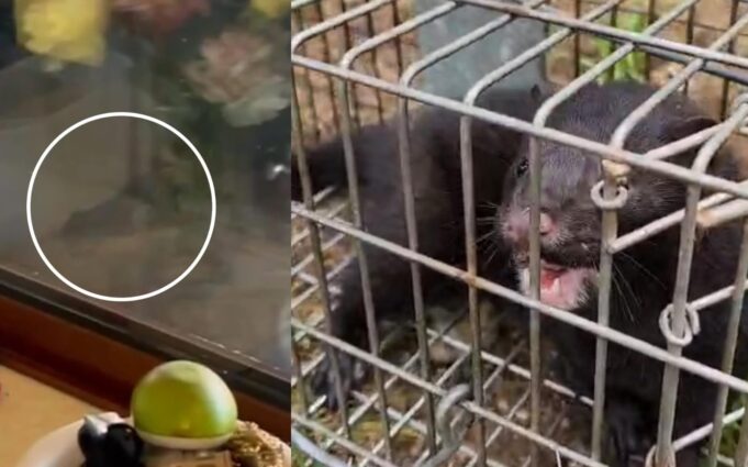 Visones americanos se acercan a zonas habitadas y generan preocupación en Pitrufquén