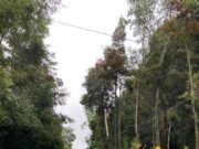 Cortes de energía por caídas de árboles y ramas provocó breve pero intenso temporal en Villarrica